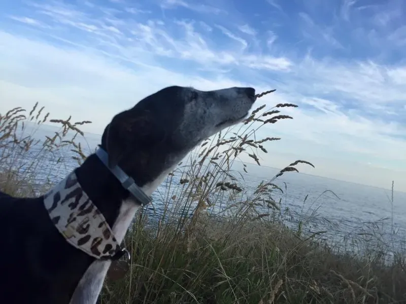 11412245 846191842131339 6349701610091064893 n