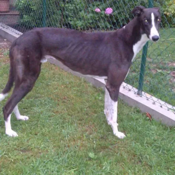 11535663 451003848402893 9116148267312977620 n