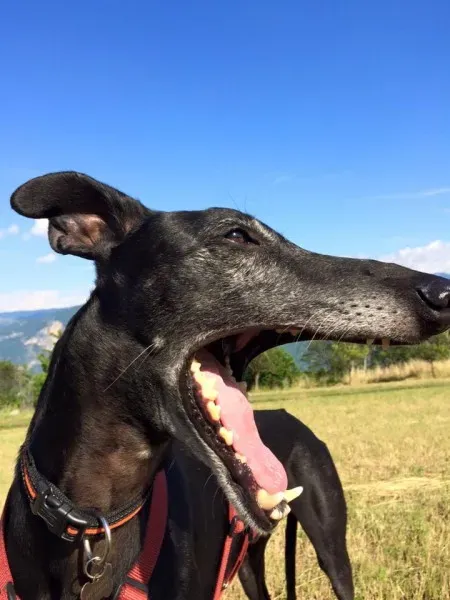 11536721 10153400690643069 905748155314321235 n