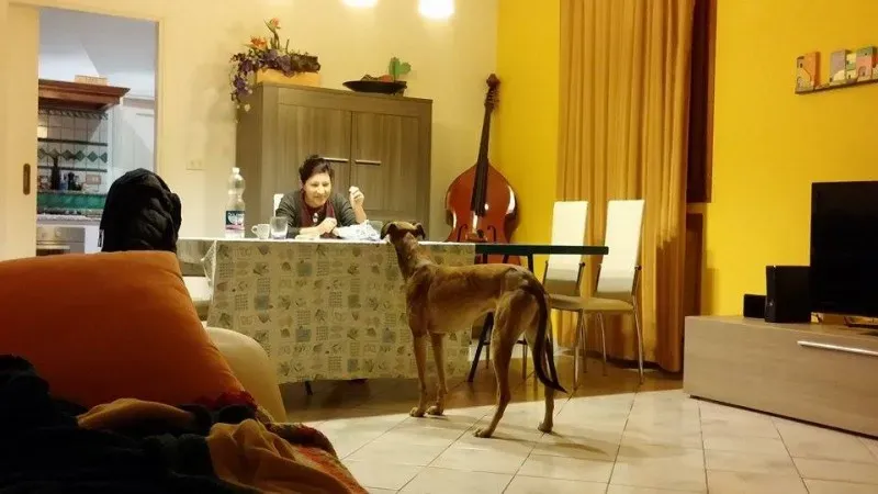 11536853 1423736244618375 187586327 n