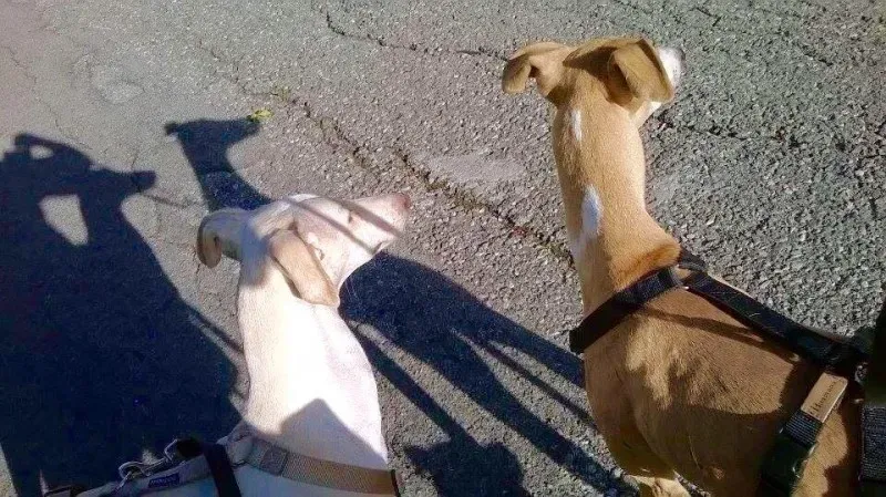 11539612 886741264743063 4941505889658873224 n