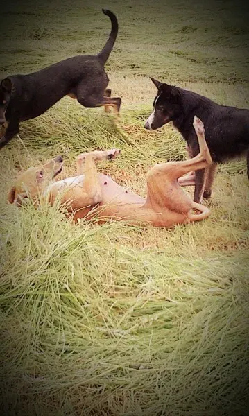 11639574 10205913720335705 2039885730 o