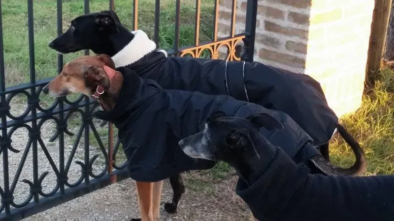 11652000 1423736261285040 822910596 n