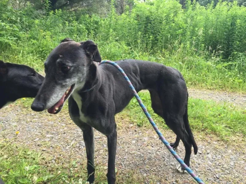 11655435 924005777660448 1521802112 n