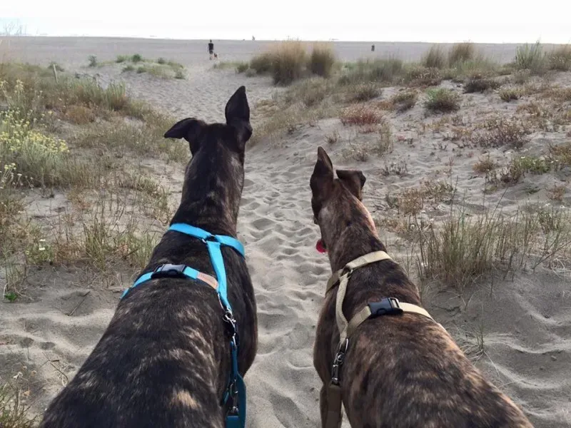 11659260 850444538372736 2807722765400394271 n