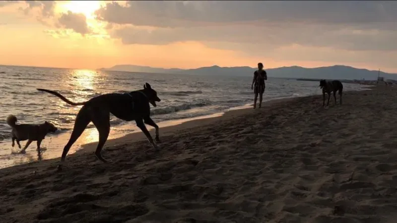 11665422 850444555039401 3849431827914014184 n