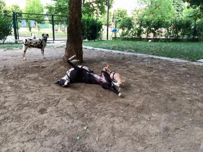 11665588 854340527983137 2547488718751863580 n