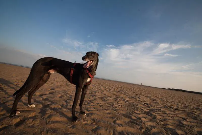 11666177 847701708647019 4417056655645720857 n