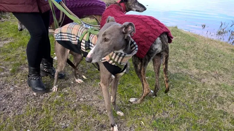 11694159 1232773320085083 7684600455908674492 n