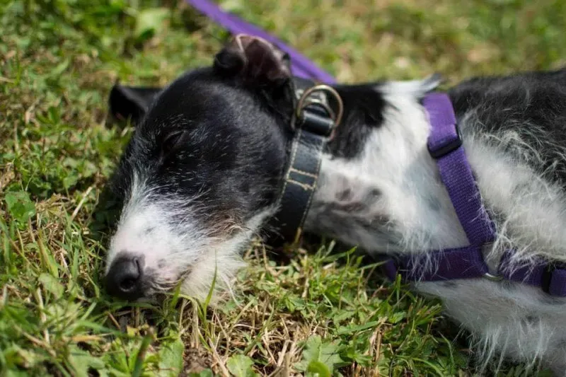 11698666 863844097032780 1542270280425325631 n