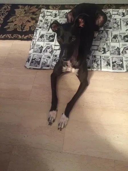 11703102 10208493526392619 4650846745638242138 n