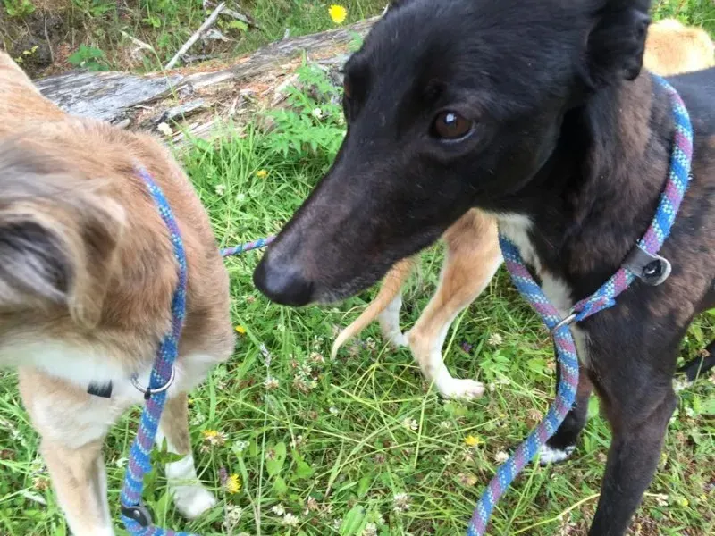 11713409 924579587603067 1970115874 n