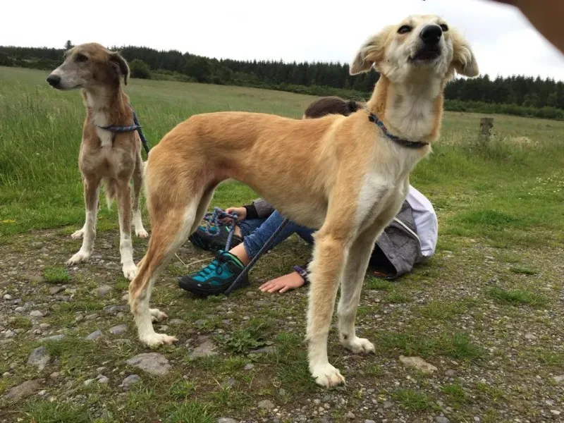 11714310 924575567603469 1281734819 n