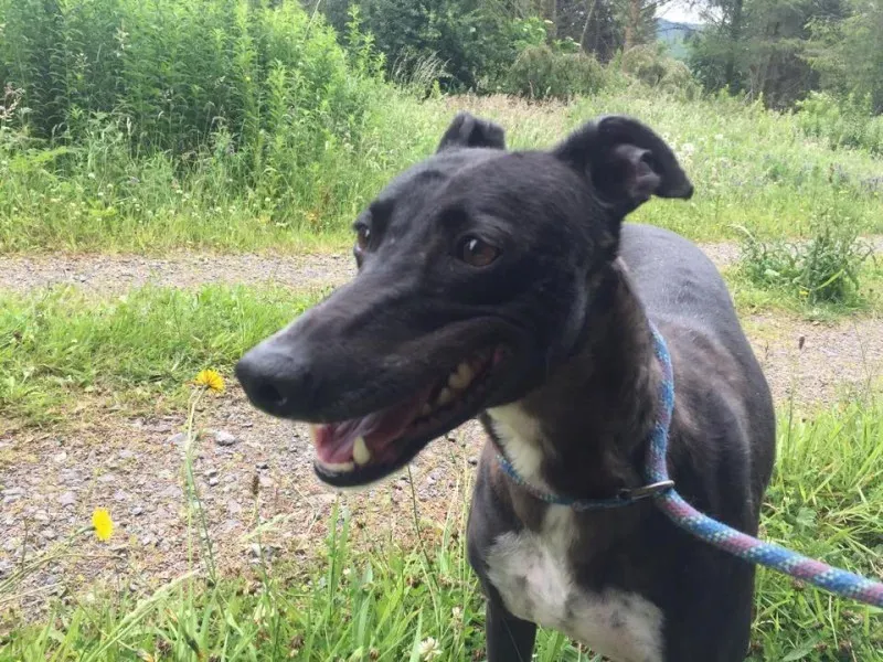 11715991 924004797660546 569101933 n