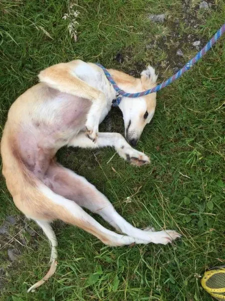 11716127 924575657603460 616923250 n