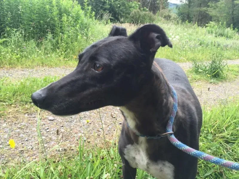 11720637 924004584327234 1535288724 n