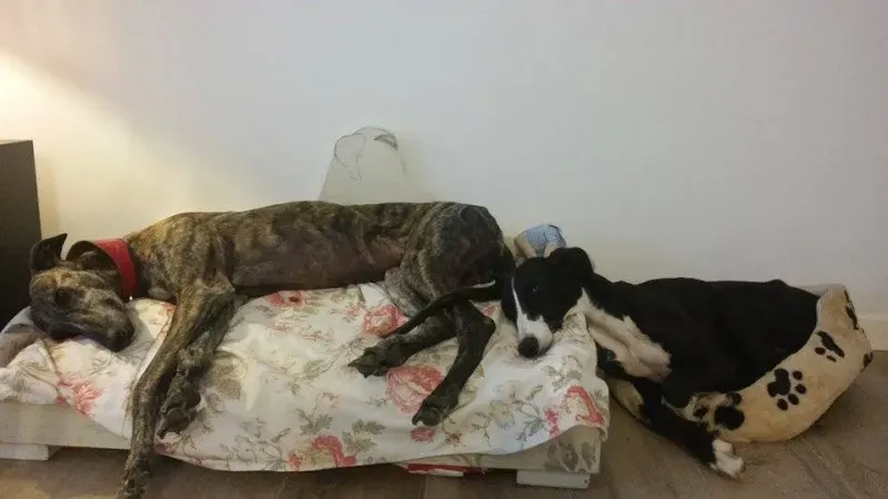 11721851 881905405237674 381158301 n