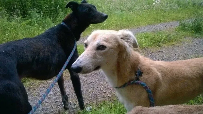 11722036 1647021668845864 685290547 n