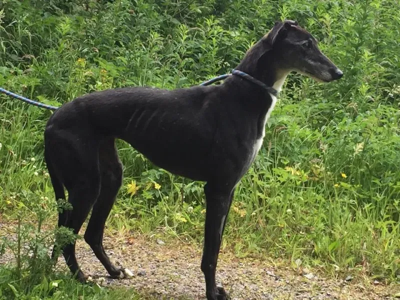 11733385 924005764327116 1785821684 n