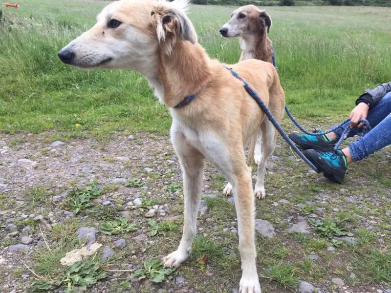 11736897 924575600936799 209118761 n