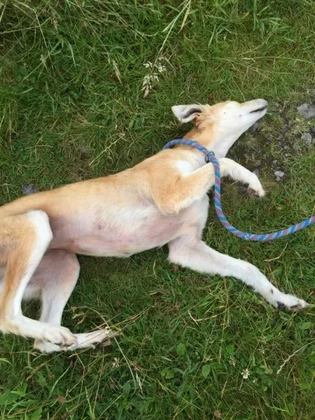 11737015 924575667603459 815754603 n