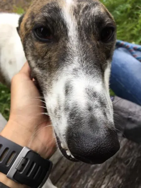 11737028 924581067602919 1618396340 n