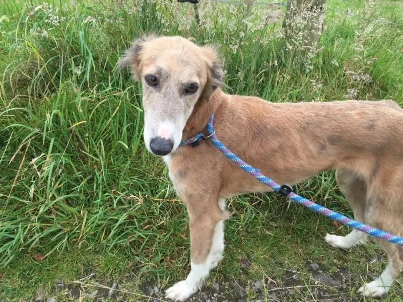 11737122 924576894270003 1824650425 n