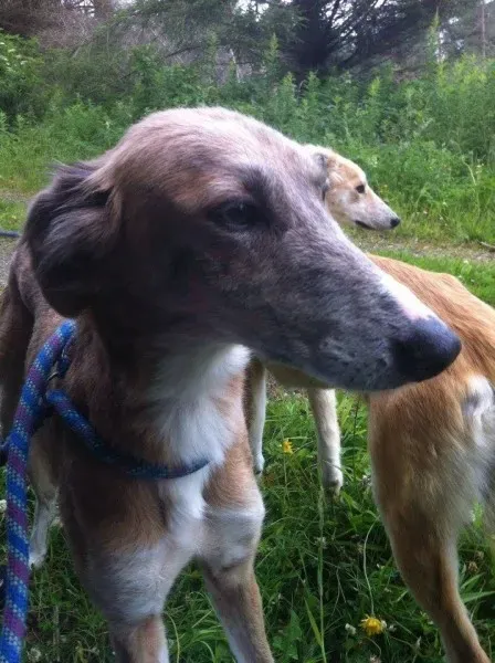 11739471 1647021928845838 714534705 n