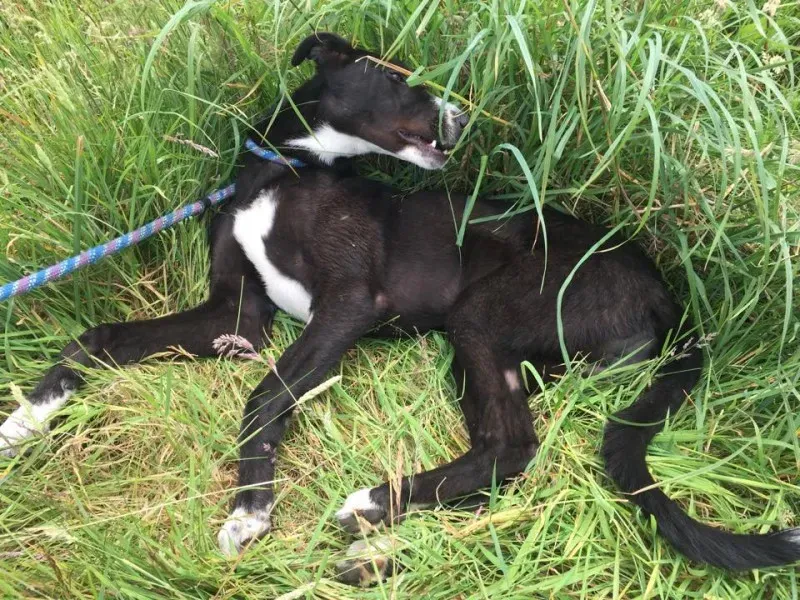 11739542 924007137660312 794997193 n