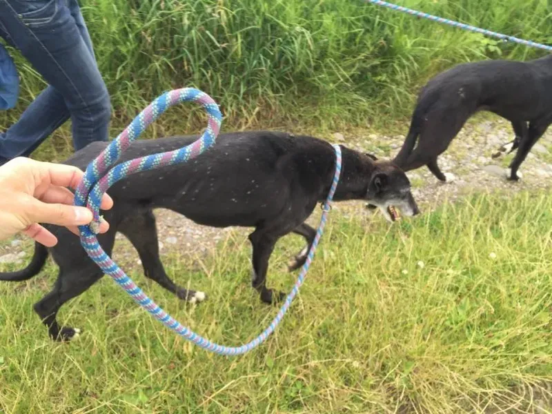 11739745 924005857660440 2078430580 n