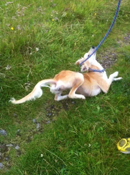 11741710 1647021618845869 1149822691 n