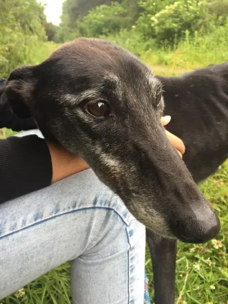 11741720 924005700993789 1174720213 n