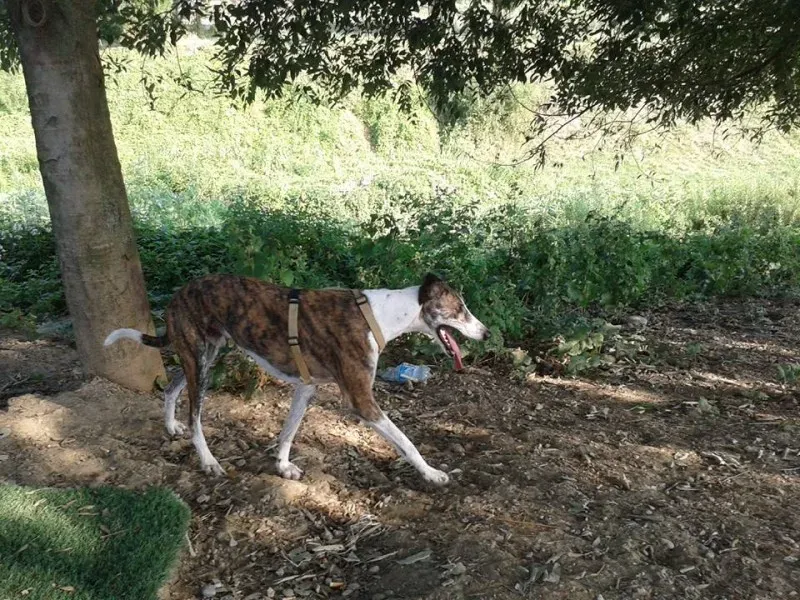 11745741 10204760182700750 7155710531704371221 n