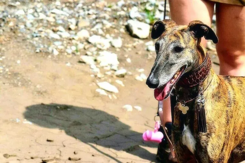 11745900 859110140839509 8625635544390038080 n