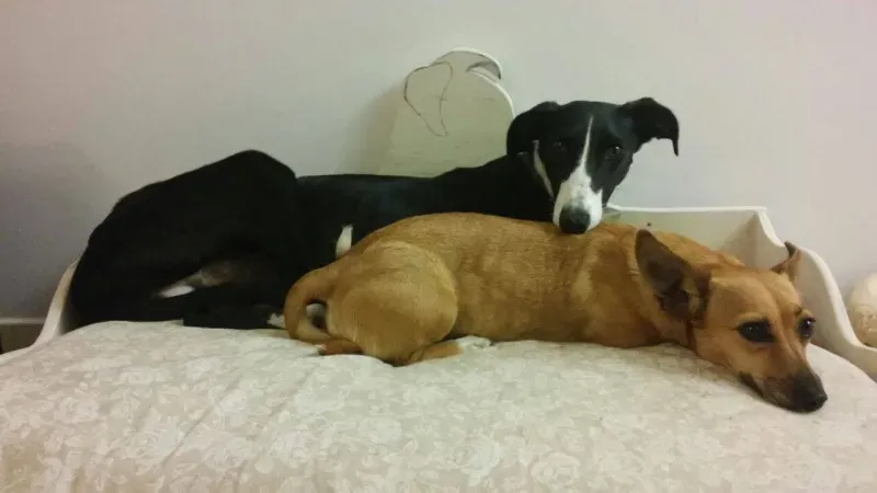 11752135 881905521904329 1670063510 o