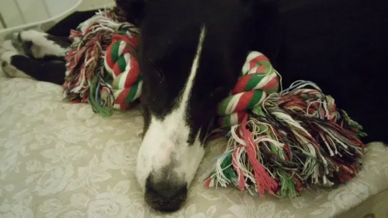 11756582 881905598570988 499758094 n