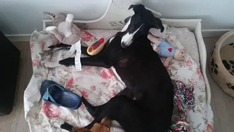 11759020 881905371904344 644042593 n