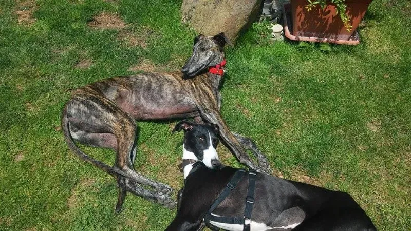 11759615 881905635237651 462562629 n