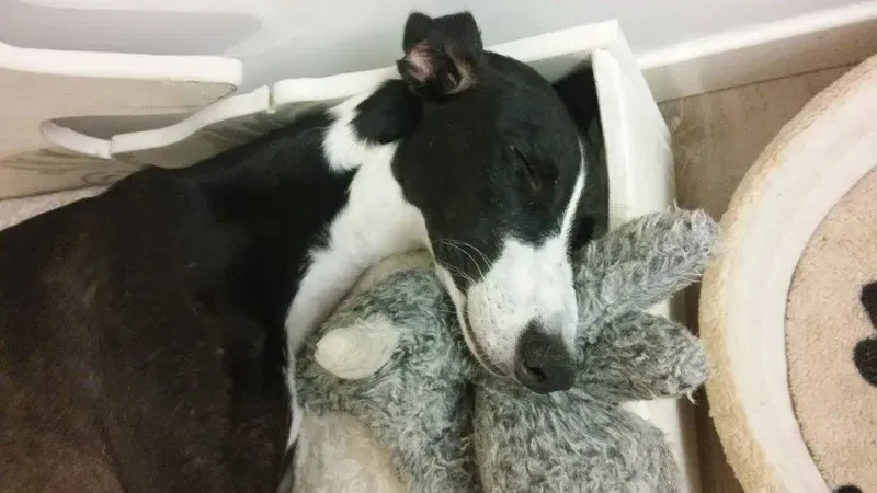 11774257 881905245237690 1632085481 n