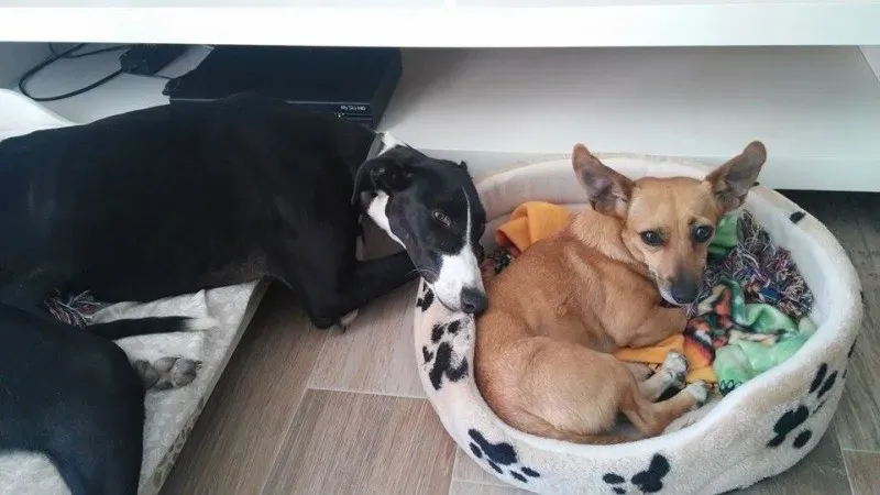 11780552 881905551904326 1266589590 n