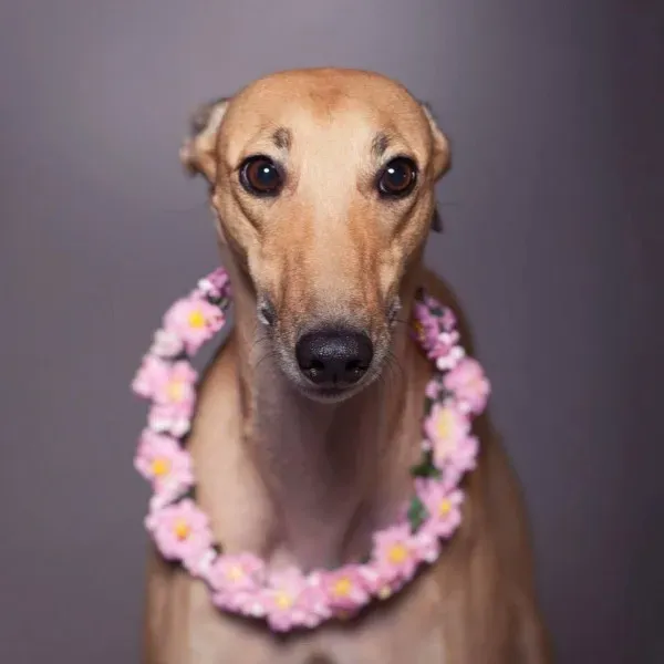 11781614 860770034006853 2211680735288057018 n