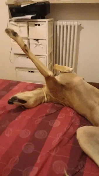 11781634 907317746026496 1289590488633741155 n