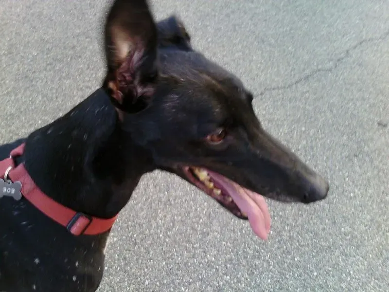 11800369 384385075101314 8429720170560136244 n