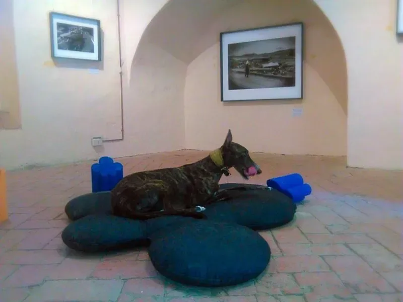 11822435 866577526759437 2484290907296050939 n