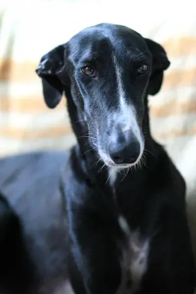 11922927 10207733072505275 5756621805724181264 o