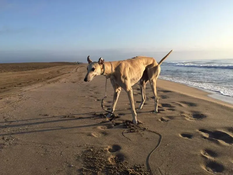 11949500 882932228457300 6650517893425324296 n