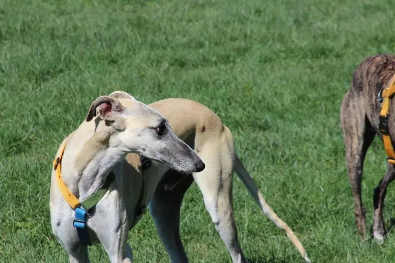 11951877 886801408070382 4021533078852494479 n