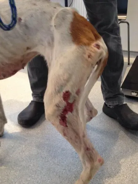 11954664 1072395212778177 2065470687163204113 n