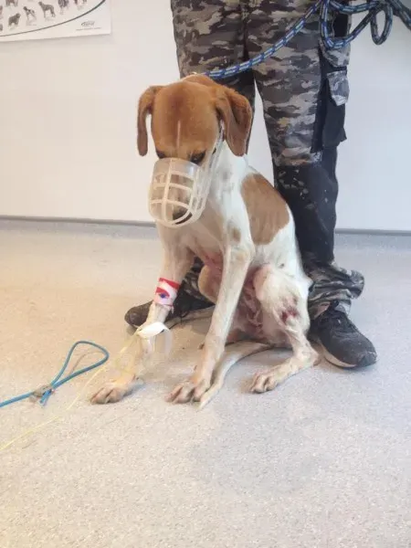 11960126 1072394642778234 7975649404332573654 n