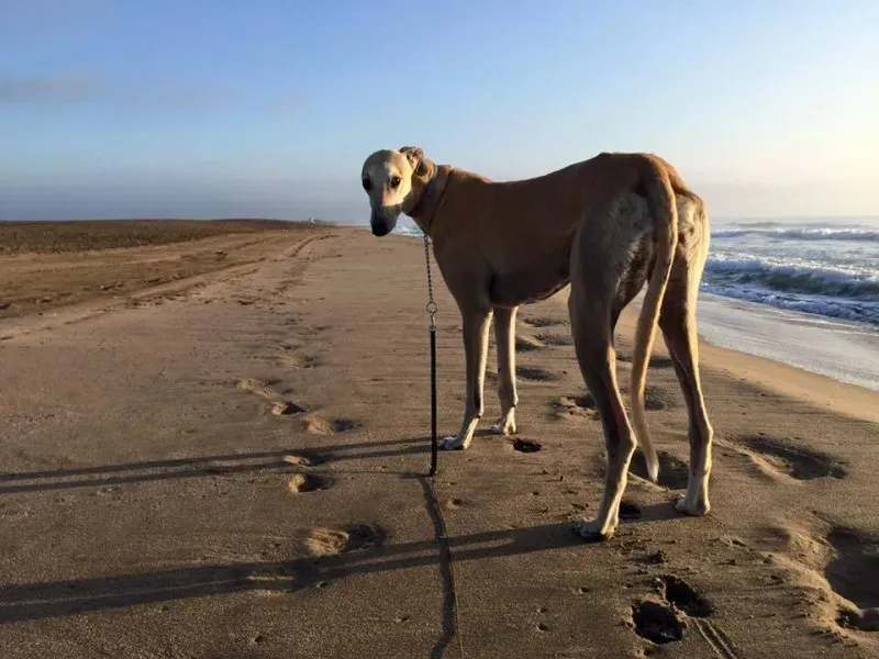 11986917 882932215123968 5952075616677191994 n